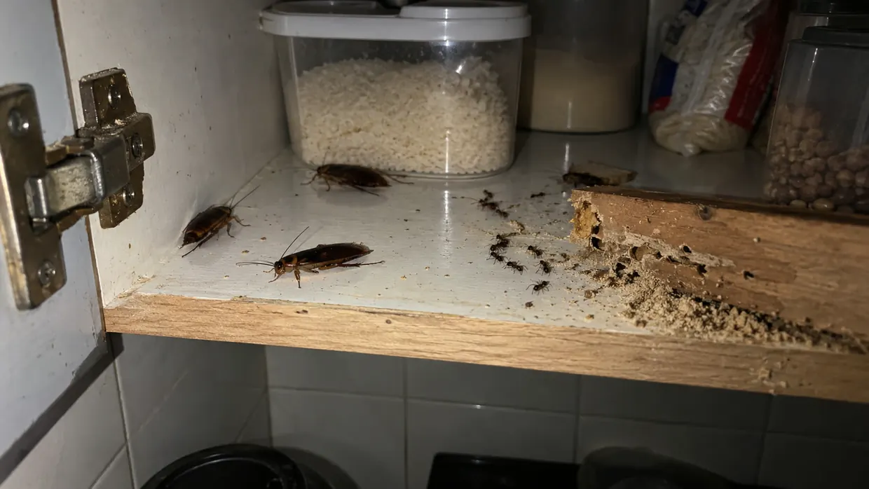 Baratas, formigas e cupim dentro de um armário de cozinha — pragas urbanas atendidas pela Praban